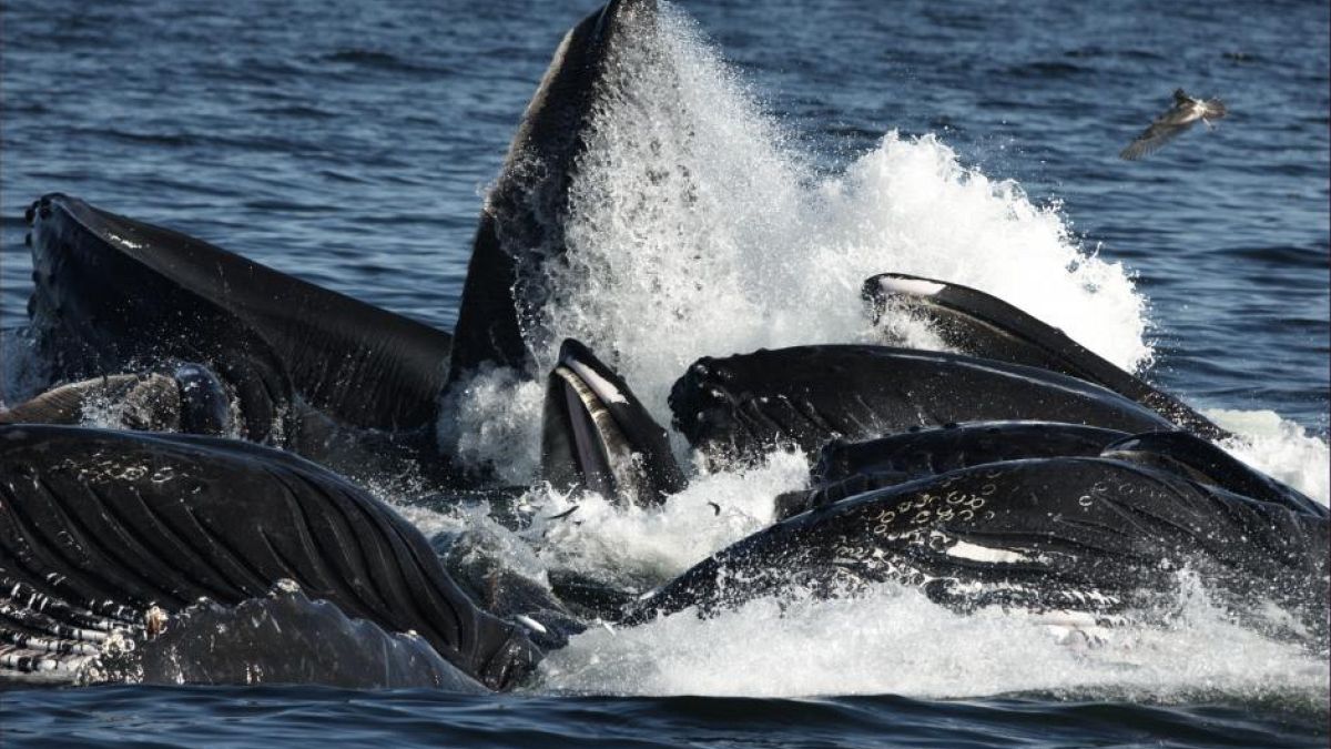 "Erfolgsgeschichte": Die meisten Buckelwalpopulationen nicht mehr vom Aussterben bedroht