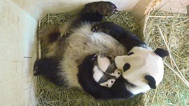 Nacen dos gemelos pandas en el zoo de Viena