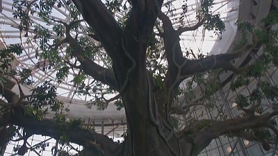 More than a mirage: tropical biodome opens in Dubai More than a mirage: tropical biodome opens in Dubai