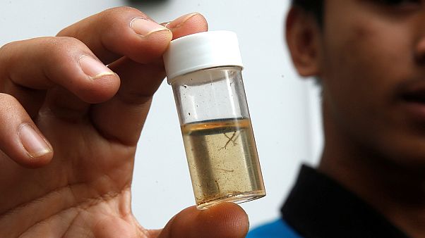 Zika: non rientra l'allarme dell'Oms Zika: non rientra l'allarme dell'Oms