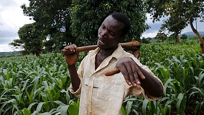 Burkina : une web TV pour promouvoir l'agriculture