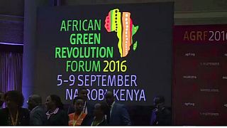 Kenya : 200 millions de dollars seront investis dans le domaine de l'agriculture