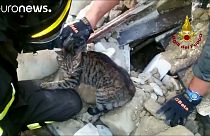 Two cats make the most of their nine lives by surviving the earthquake in central Italy
