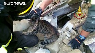 Um gato sob os escombros do terramoto em Itália