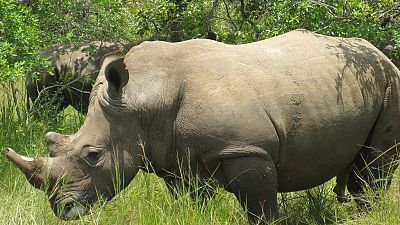 South Africa: Rhino poaching in the biggest wildlife park on the decline