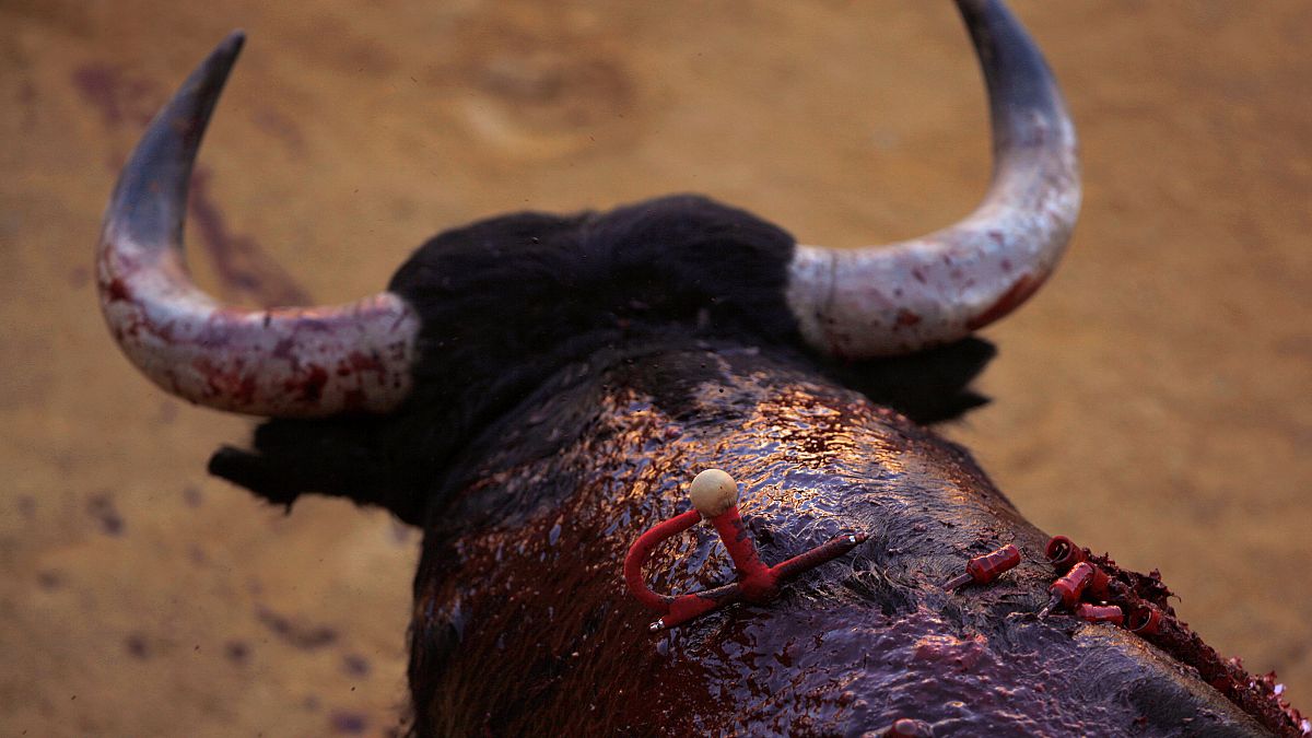 Spanien: Stierhatz "Toro de la Vega" soll zum ersten Mal nichttödlich enden