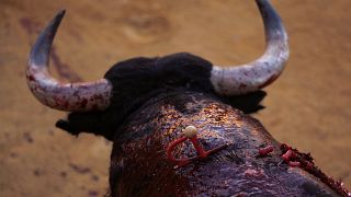 Spanien: Stierhatz "Toro de la Vega" soll zum ersten Mal nichttödlich enden