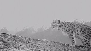 El leopardo de las nieves vuelve a la región afgana de Wakhan