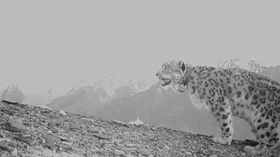 Could snow leopards boost tourism to Afghanistan? Could snow leopards boost tourism to Afghanistan?