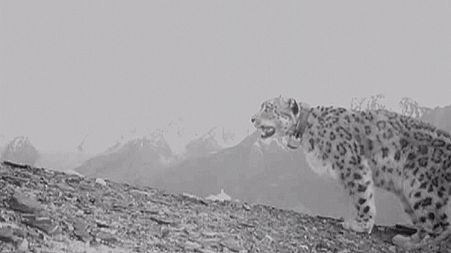 Could snow leopards boost tourism to Afghanistan?