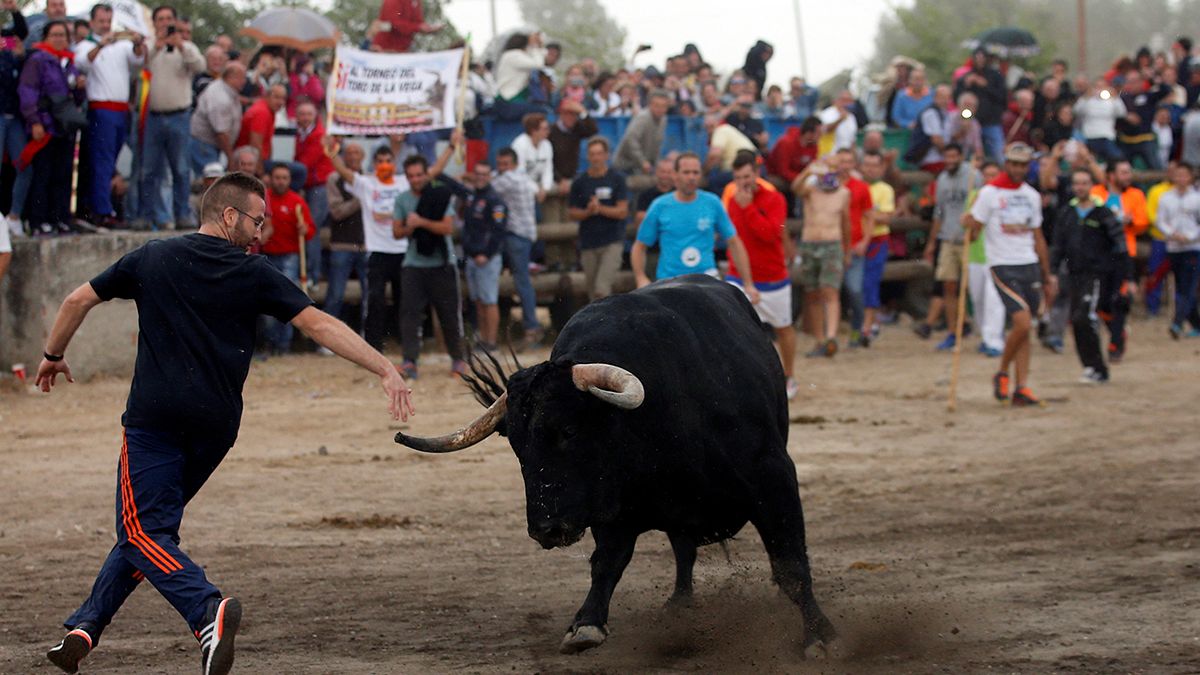 Traditionelle Stier-Hatz in Tordesillas erstmals ohne Lanzen