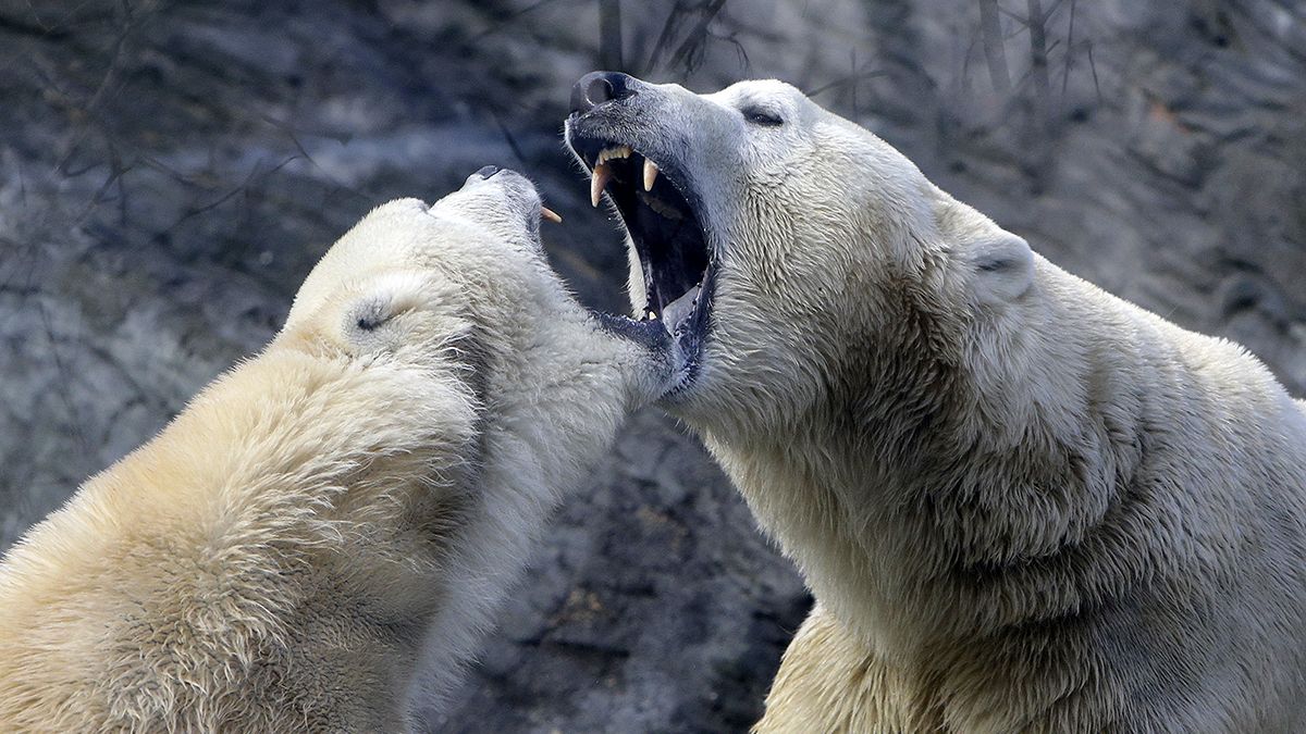 Nicht kalt genug - nicht genug zu essen: Eisbären bedrohen russische Forscher
