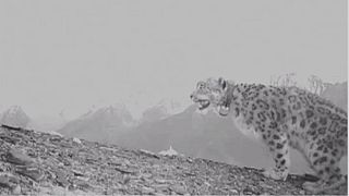 Le léopard des neiges, une espèce menacée