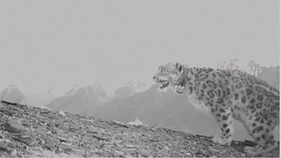 Le léopard des neiges, une espèce menacée