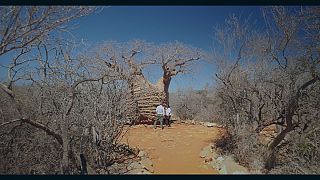 Tesoros de la biodiversidad en Madagascar: Tsimanampetsotsa.