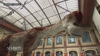 ديناصور زرافي عملاق، يعود إلى الحياة في متحف التاريخ الطبيعي في برلين