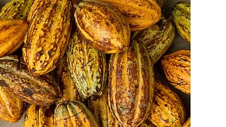 Ghana et Côte d'Ivoire unis contre le travail des enfants dans les cacaoyères