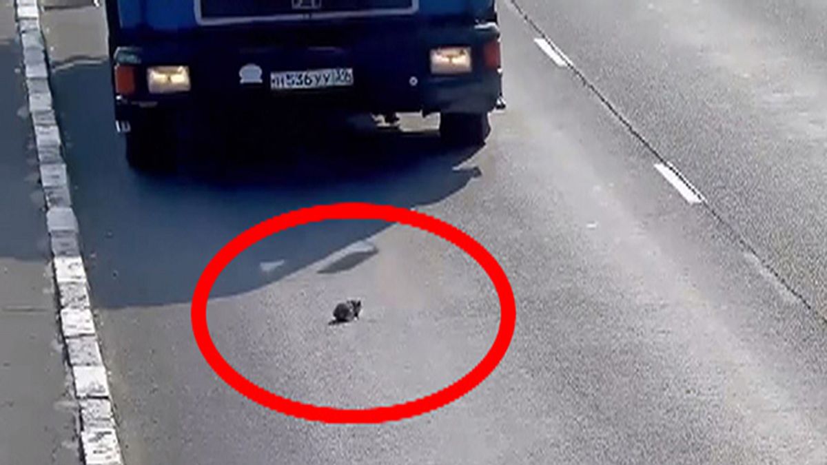 Tiny kitten narrowly avoids being hit by several cars on Russian motorway