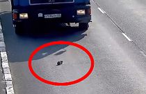 Katze überlebt Ausflug auf eine russische Autobahn