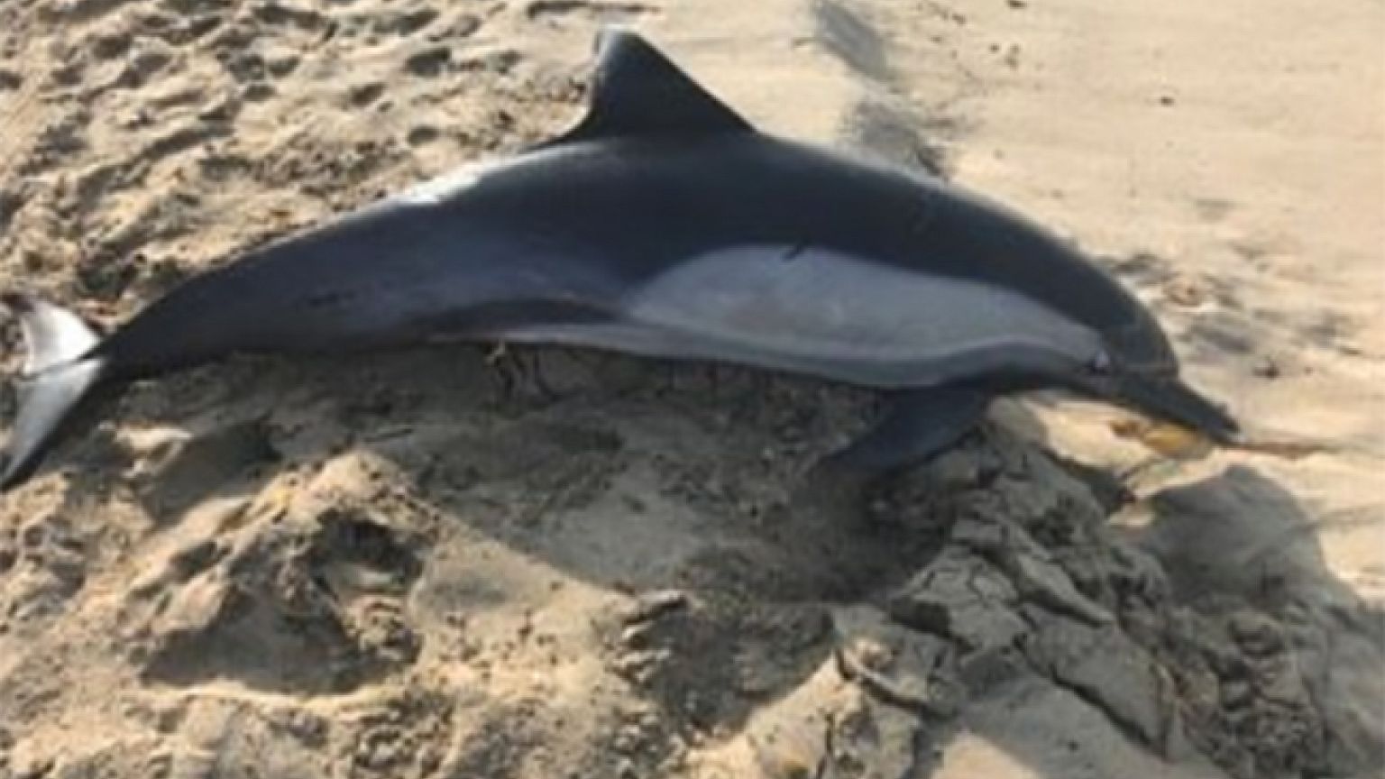 Image: Dolphin