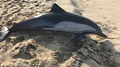Image: Dolphin