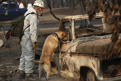 A search and rescue dog searches for human remains at the Camp Fire in Paradise, Calif on Nov. 16, 2018.