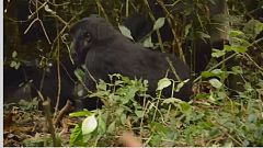 Le parc national de Kahuzi-Biega, menacé de disparition