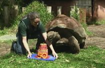 سلحفاة تحتفل بعيد ميلادها في حديقة حيوان بيرث في استراليا