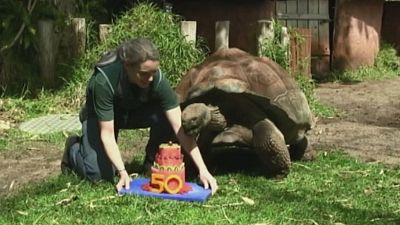 Schildkröte Cerro feiert Geburtstag