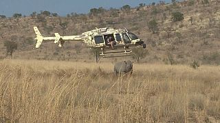 South Africa fights against poaching [no comment]