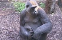 Frankfurt'ta bir hayvanat bahçesinde yavru gorilla