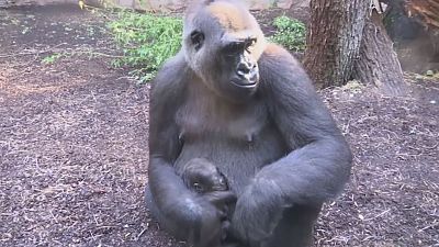 Frankfurt'ta bir hayvanat bahçesinde yavru gorilla