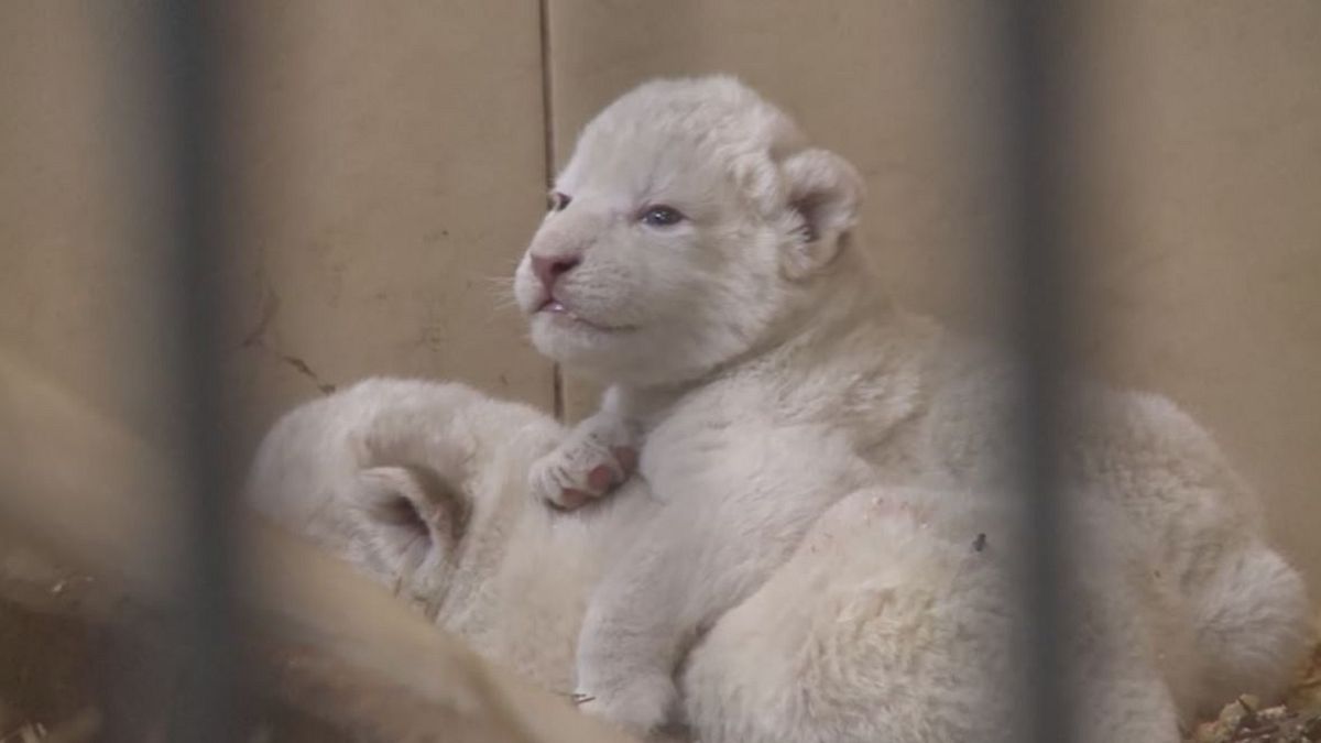 Polonia, quattro leoni bianchi nati in cattività