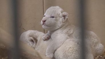 Four rare white lions born in Polish zoo