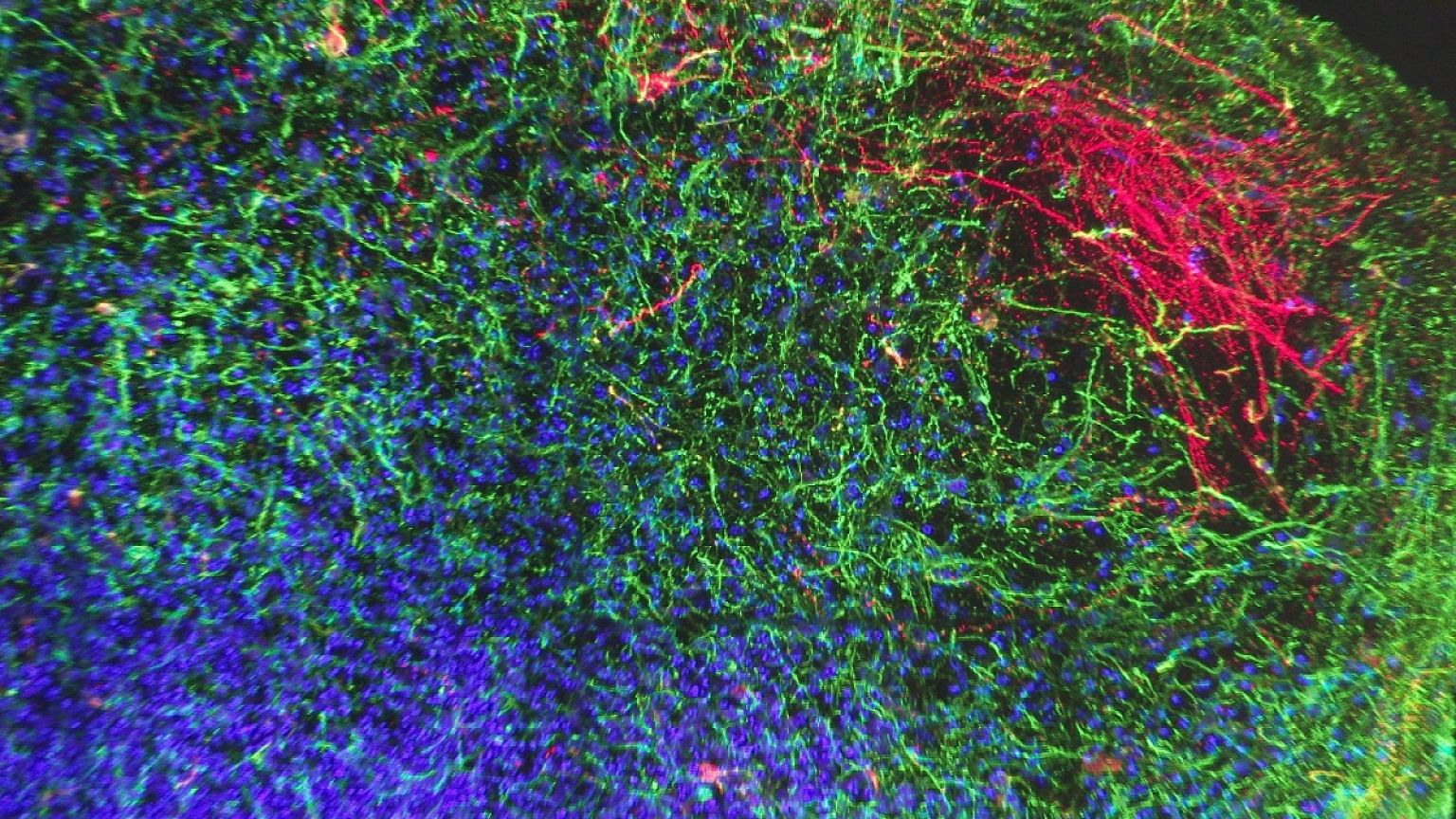 Replacing animal testing with cultured human cells