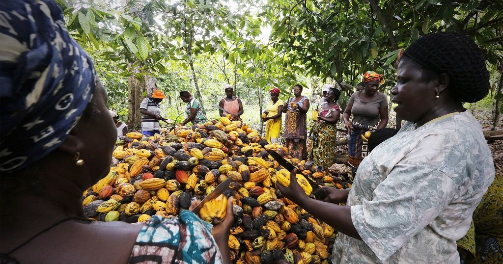 Cocoa production and exports plunge in the Ivory Coast Africanews