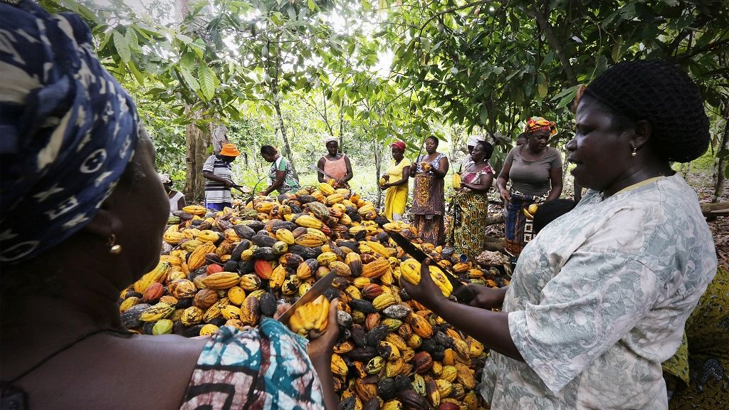 Cocoa production and exports plunge in the Ivory Coast Africanews