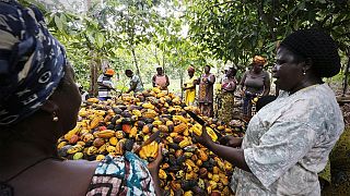 Côte d'Ivoire : production et exportations de cacao en baisse