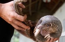 پانگولین ها را نجات دهیم