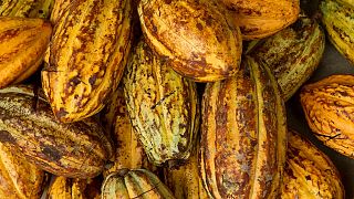 La Côte d'Ivoire lance un label pour son cacao