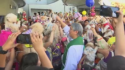 Owners have their pets blessed in Manila