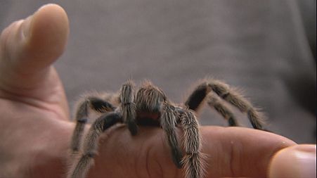 Spider venom could save lives