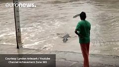 Woman shoos away four-metre-long crocodile with her flip-flop