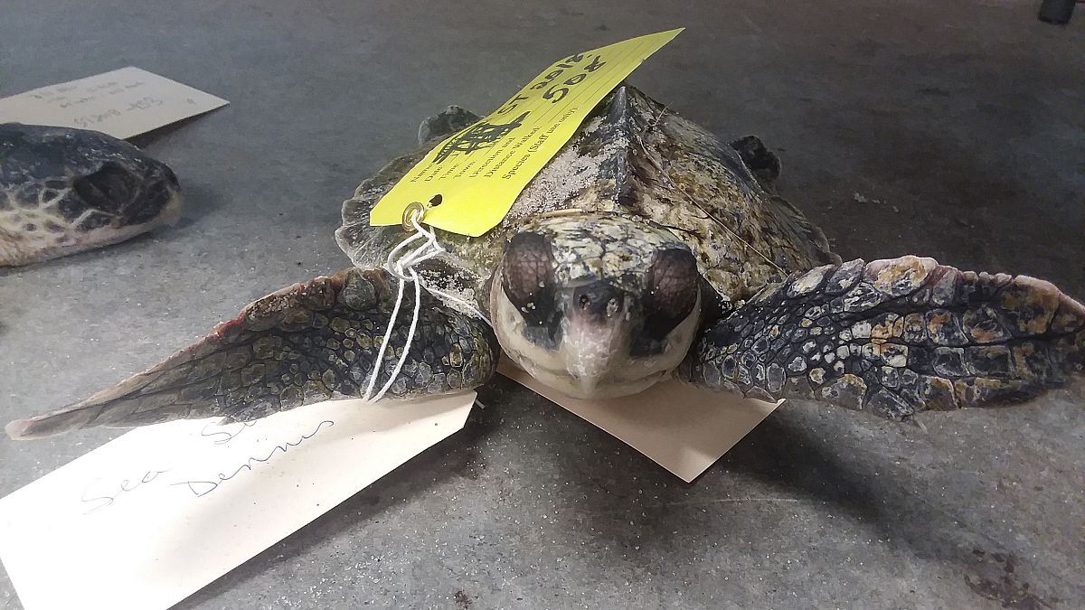 190 sea turtles found frozen to death along Cape Cod