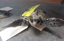 190 sea turtles found frozen to death along Cape Cod