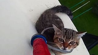 Dizzying footage of a cat being rescued from a 12th story ledge