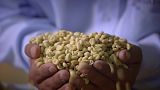 Aromi del Perù: caffé e cacao Aromi del Perù: caffé e cacao