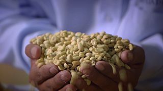 Life: Peru dağlarında kahve 20 farklı şekilde kokar