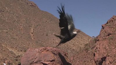 Argentinien: Andenkondor fliegt in die Freiheit