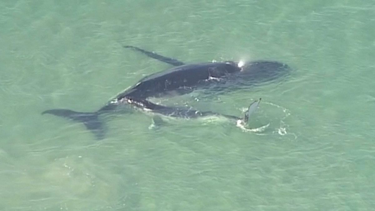 نهنگ کوچکی که به نجات مادرش شتافت